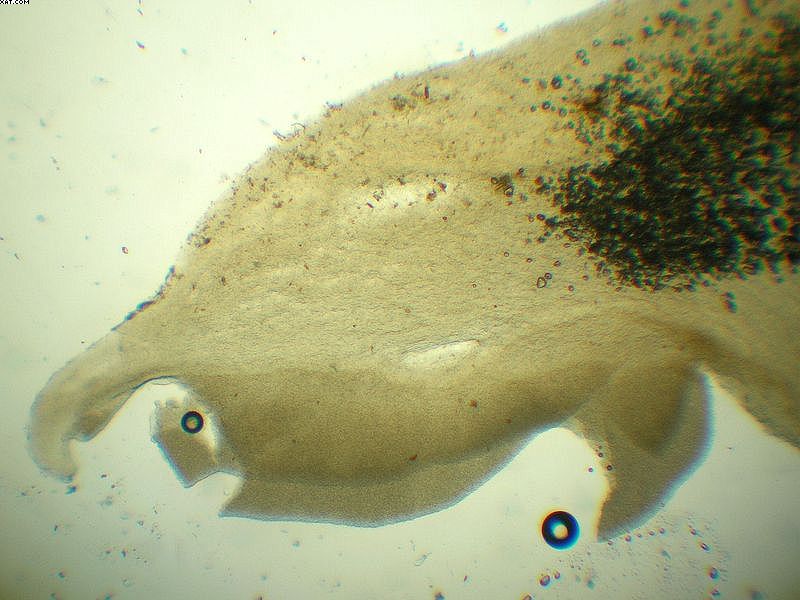 Baeospora myriadophylla    (Peck)   Singer, (1938)